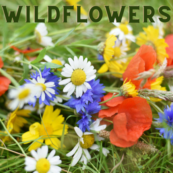Plantable Wildflower seed paper. Leaf Shape. Plastic Free Party Bag Fillers. Eco- Friendly Party Favour. - Image 3