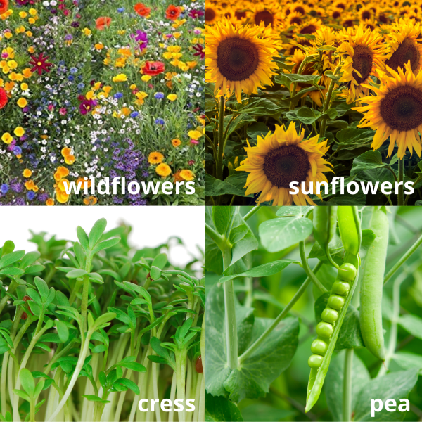 SAVE THE BEES ACTIVITY PACK FOR KIDS - Image 3