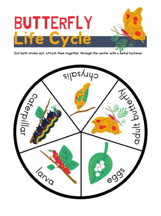Butterfly Life Cycle