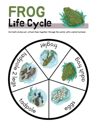 Frog Life Cycle