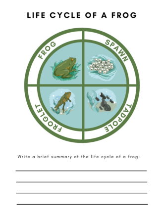 Frog Life Cycle 2